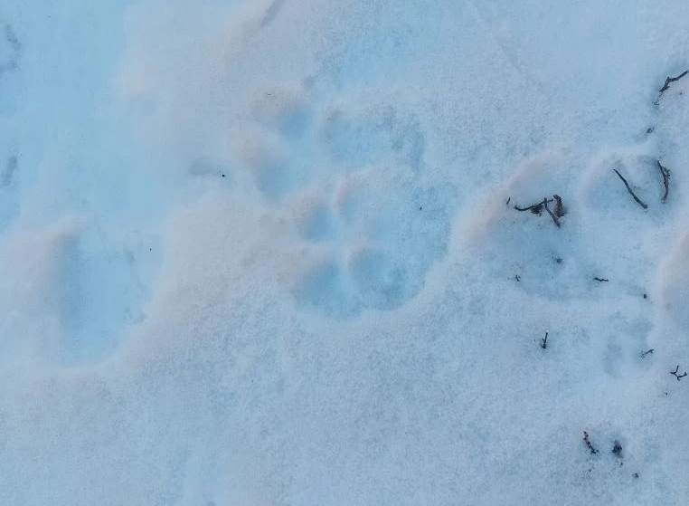 В саратовском селе волки растерзали стадо овец